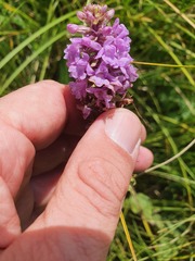 Gymnadenia