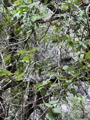 Forestiera reticulata