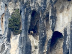 Neophron percnopterus