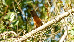 Saltator similis