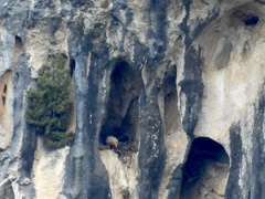 Neophron percnopterus