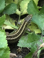 Lacerta agilis