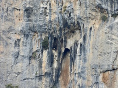 Neophron percnopterus