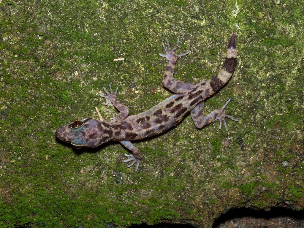 Singapore Bent-Toed Gecko