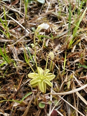Pinguicula pumila