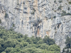 Neophron percnopterus