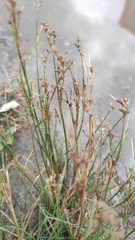 Juncus articulatus