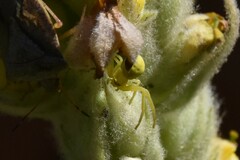 Misumena vatia