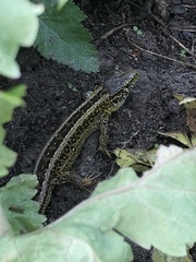 Lacerta agilis