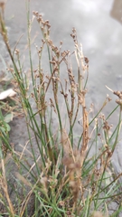 Juncus articulatus