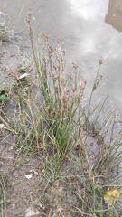 Juncus articulatus