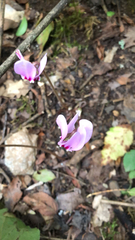 Cyclamen hederifolium