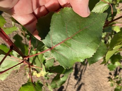 Populus deltoides