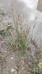 Juncus articulatus