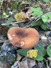 Lactifluus