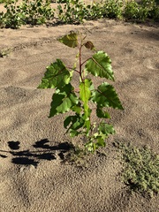 Populus deltoides