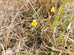 Utricularia
