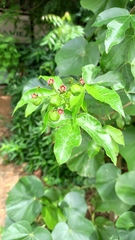 Jatropha gossypiifolia