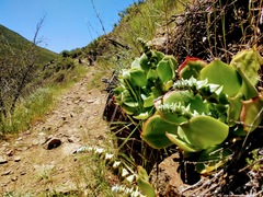 Dudleya pulverulenta