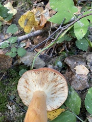 Lactifluus
