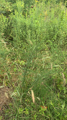Asparagus officinalis