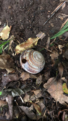 Helix lucorum
