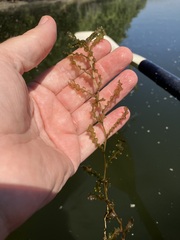 Potamogeton crispus