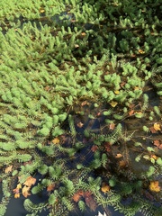 Myriophyllum aquaticum
