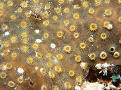 Umimayanthus parasiticus