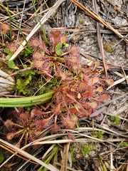 Drosera capillaris