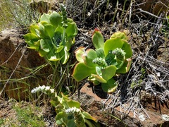 Dudleya pulverulenta