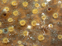 Umimayanthus parasiticus