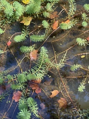 Myriophyllum aquaticum