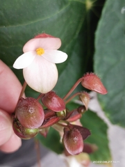 Begonia josephi