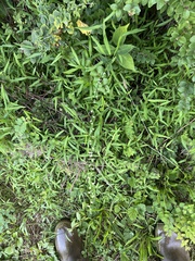 Persicaria virginiana