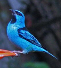 Dacnis cayana