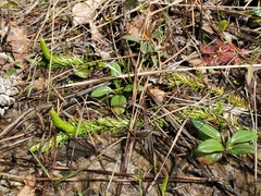 Lycopodiella