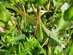 Decticus verrucivorus