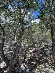 Forestiera reticulata