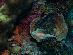Canthigaster rostrata