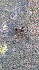 Pseudomyrmex gracilis