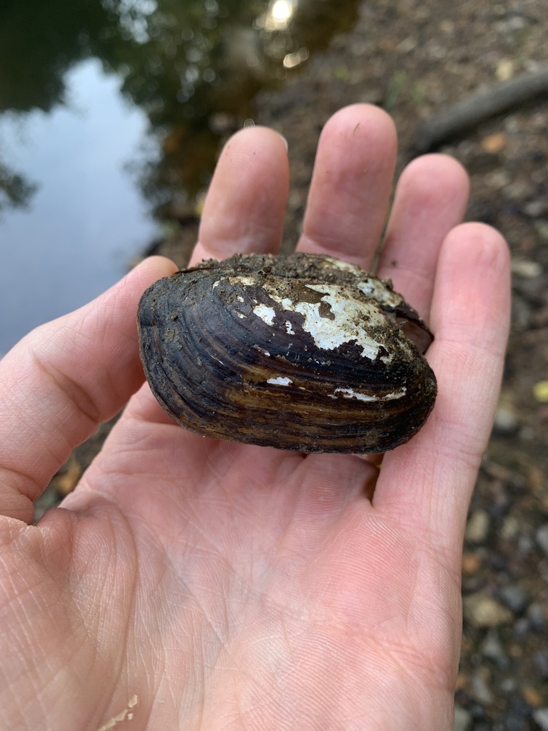 Pondmussel in August 2022 by Caleb Knerr · iNaturalist