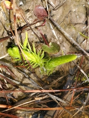 Lycopodiella