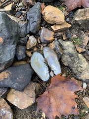 Sagittunio subrostratus