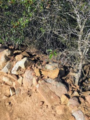 Phrynosoma blainvillii