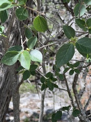 Forestiera reticulata