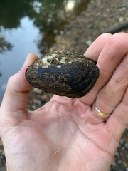 Sagittunio subrostratus