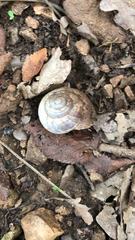 Helix lucorum