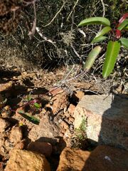 Phrynosoma blainvillii