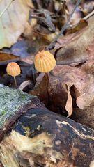 Marasmius siccus
